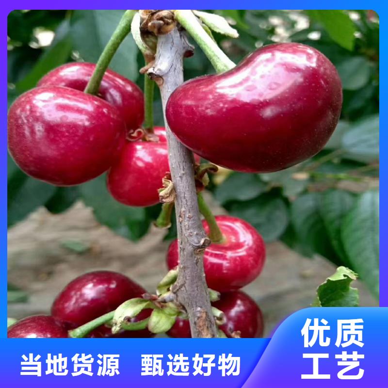 矮化吉塞拉大櫻桃苗經濟效益