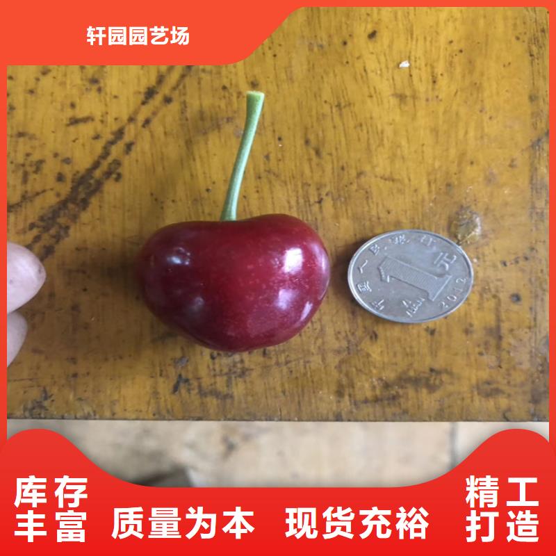 矮化車厘子樹苗規格
