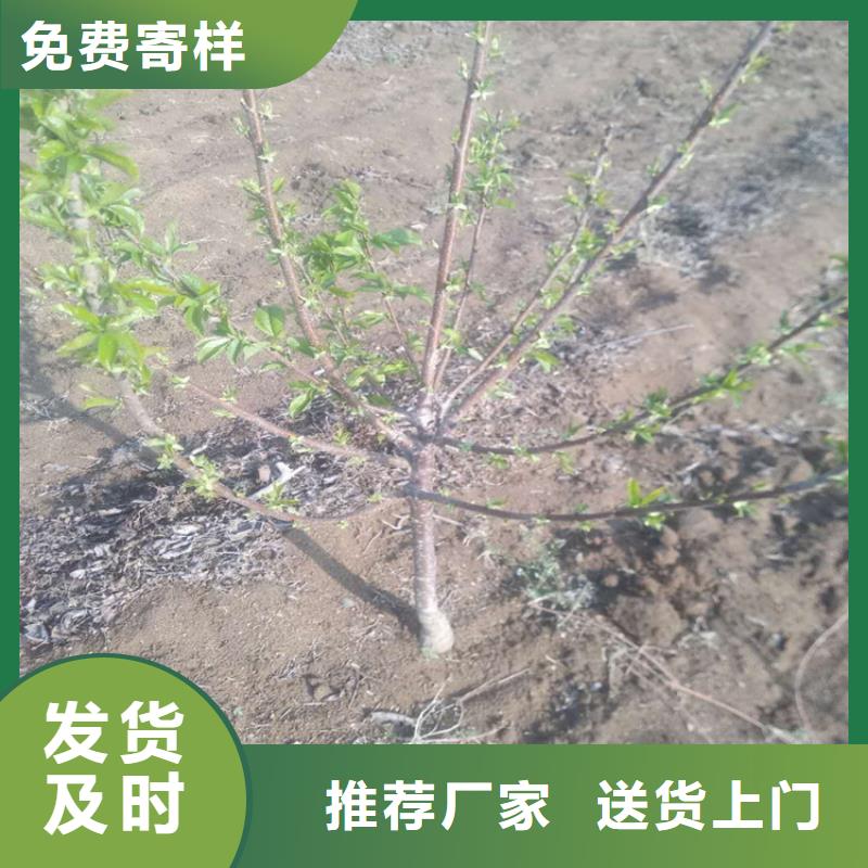 矮化大櫻桃苗一畝地多少棵