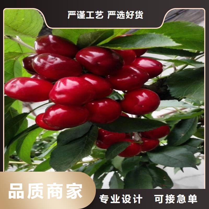櫻桃3公分石榴苗精工細致打造