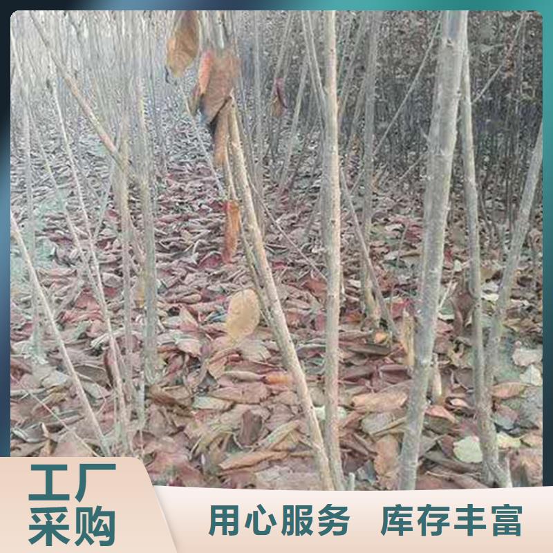 車厘子種植基地