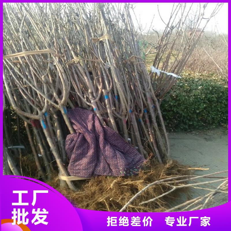 矮化車?yán)遄用绗F(xiàn)挖苗現(xiàn)發(fā)貨