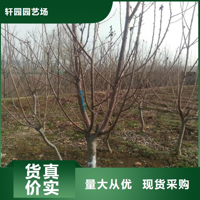 矮化車厘子樹苗育苗基地