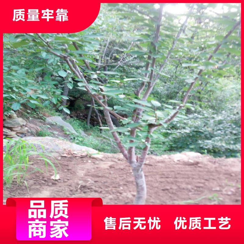 【樱桃】-北美冬青库存齐全厂家直供-轩园园艺场(东莞市分公司)-勺子互联