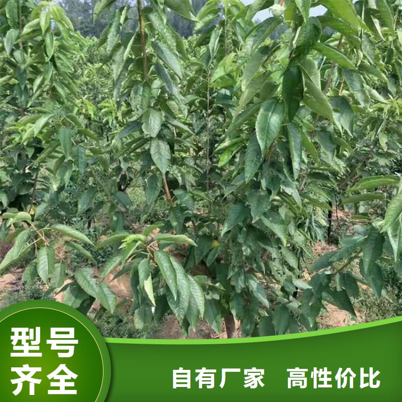 矮化車?yán)遄用绗F(xiàn)挖苗現(xiàn)發(fā)貨