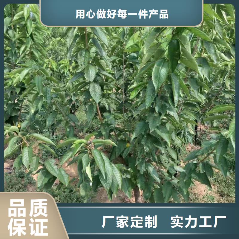石榴树视频-东莞市石榴树-此地可服务区域南城区|桥头镇|茂名|韶关|河源|佛山|江门|珠海|惠州