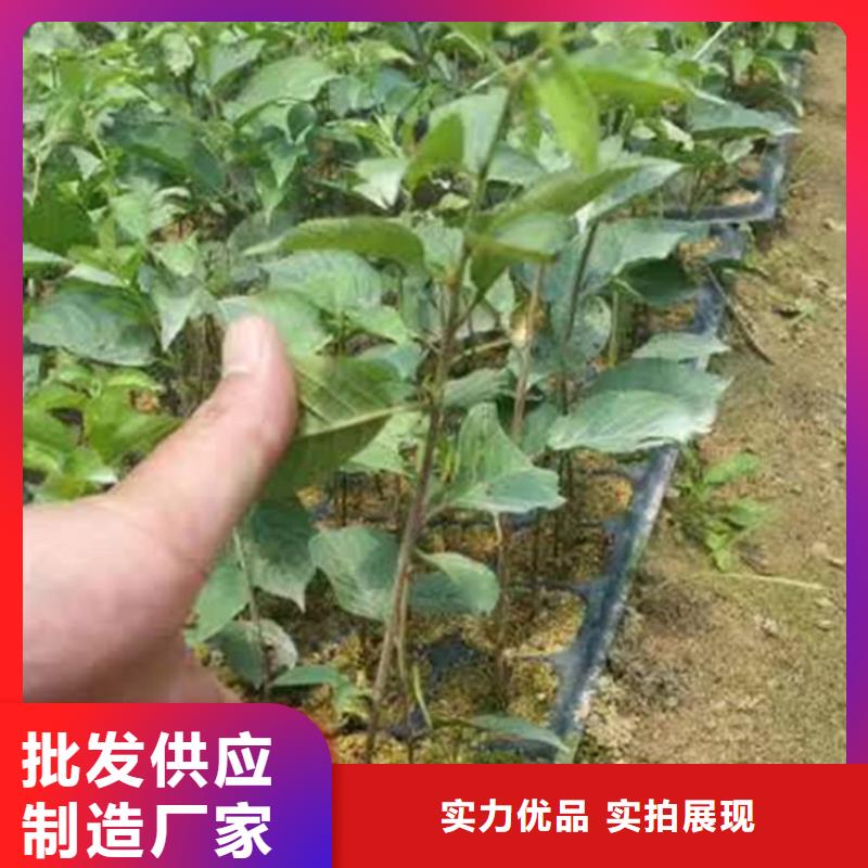 櫻桃,櫻桃苗源頭廠家供應