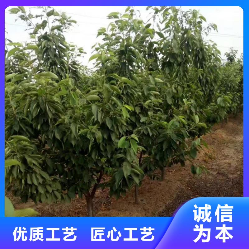 矮化吉塞拉大櫻桃苗成活率高