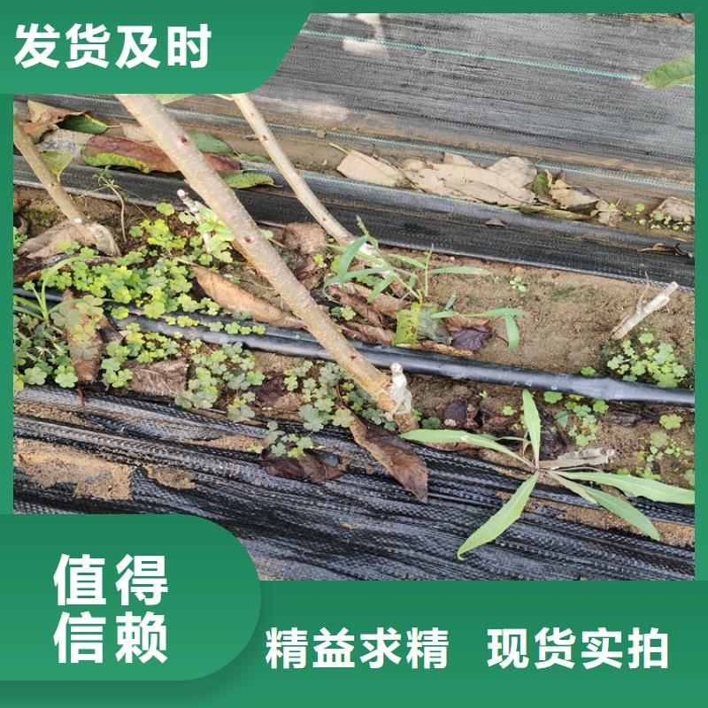 石榴树视频-东莞市石榴树-此地可服务区域南城区|桥头镇|茂名|韶关|河源|佛山|江门|珠海|惠州