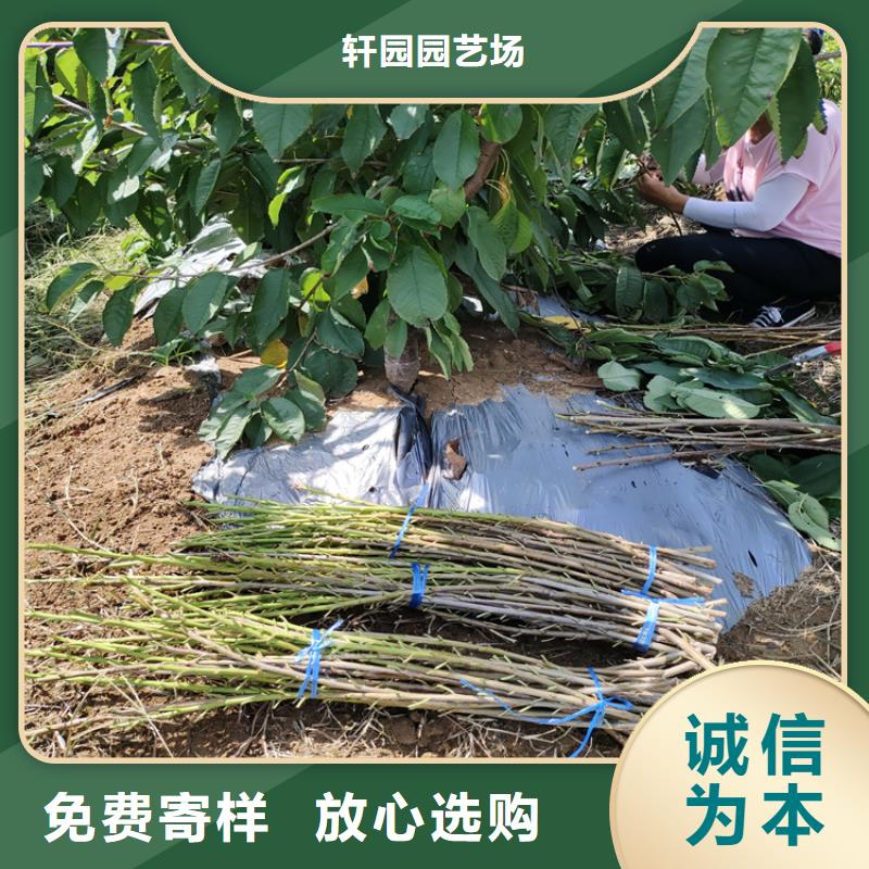 矮化吉塞拉大櫻桃苗種植管理技術