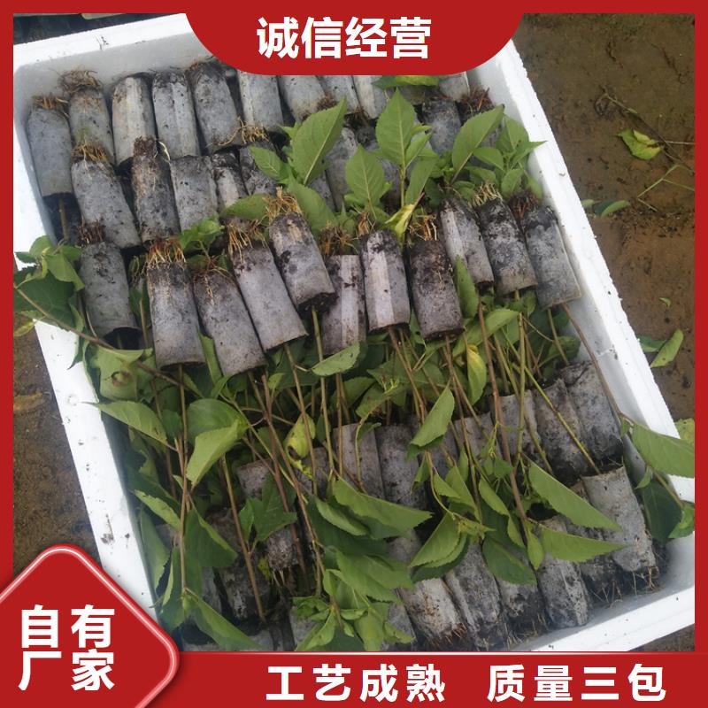 矮化吉塞拉大櫻桃苗種植管理技術