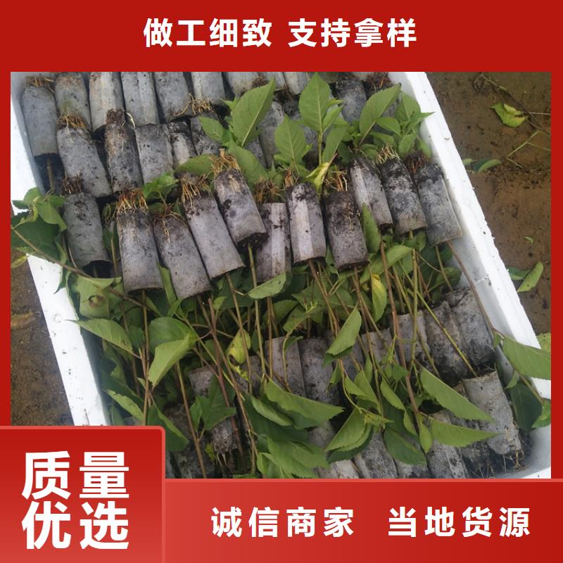 矮化吉塞拉大櫻桃苗成活率高