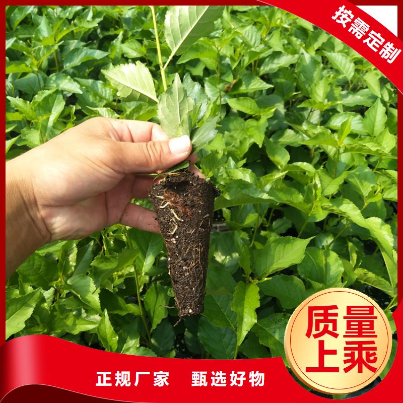 【櫻桃】黃瓜苗訂制批發