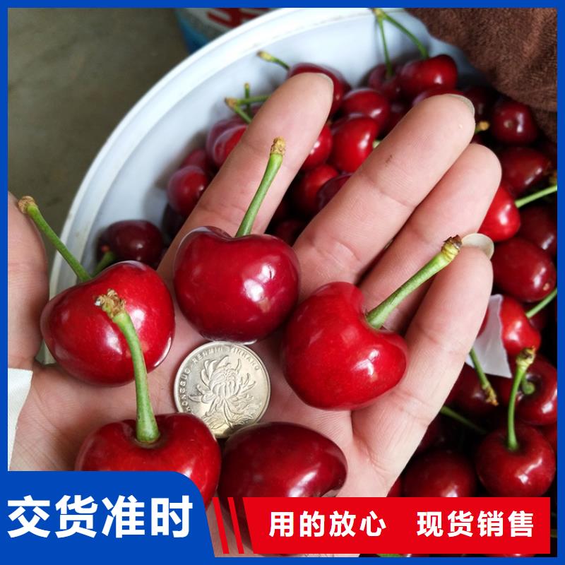 科迪亞櫻桃苗全國發(fā)貨