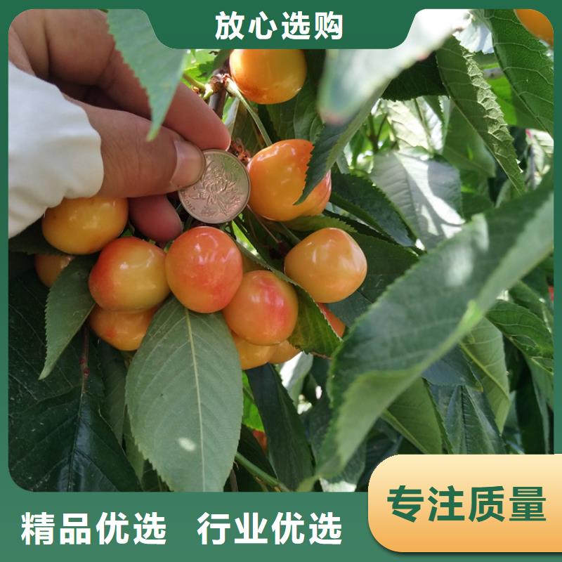 矮化大櫻桃樹苗批發