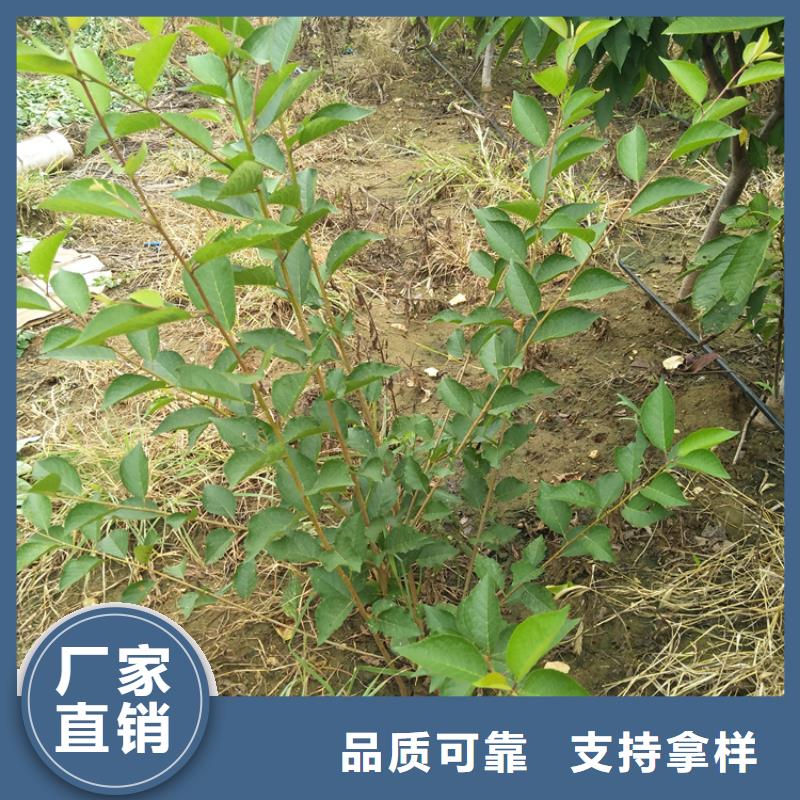 矮化大櫻桃樹苗批發