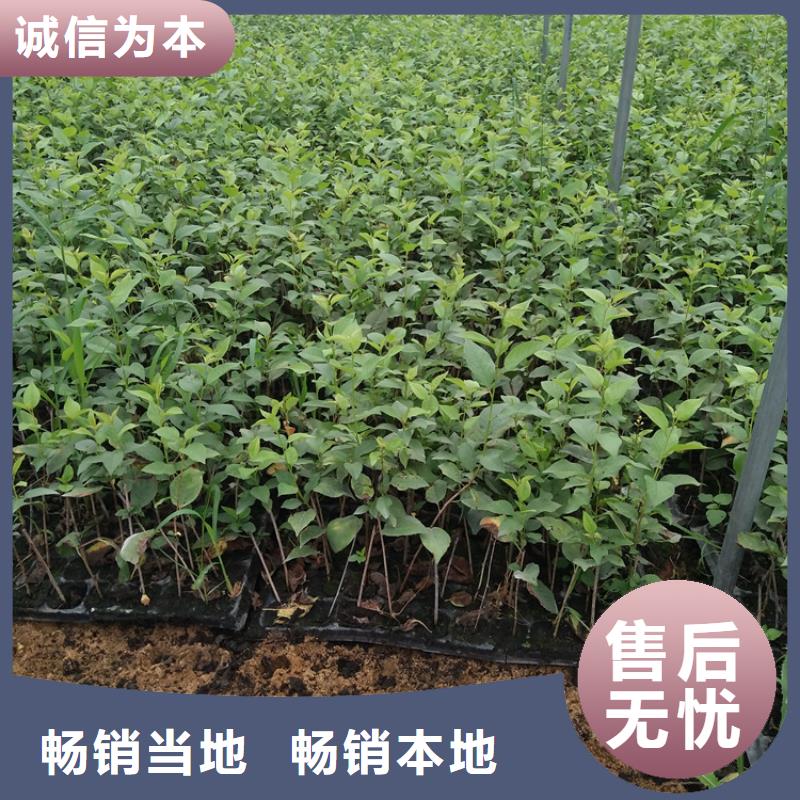 櫻桃蘋(píng)果苗源頭把關(guān)放心選購(gòu)