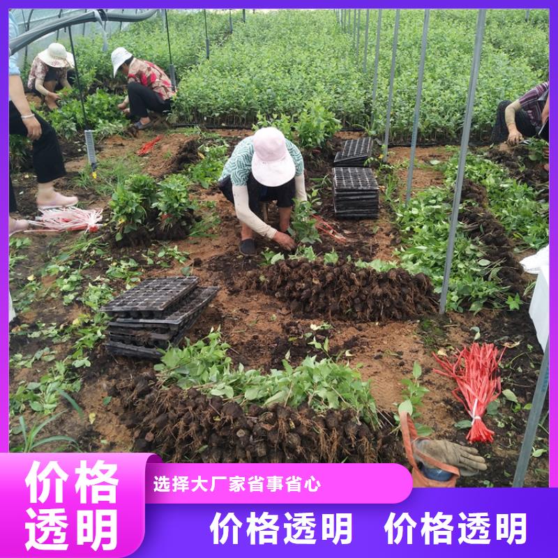 櫻桃_櫻桃苗全品類現貨