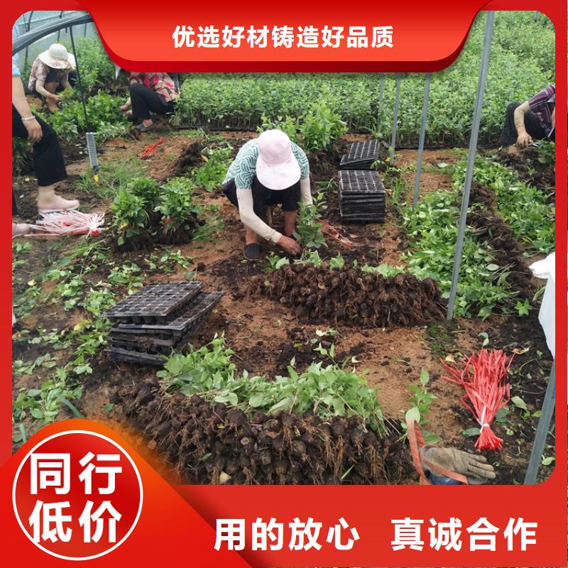 矮化吉塞拉大櫻桃苗經濟效益