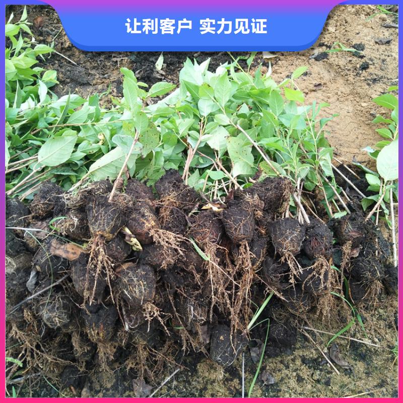 櫻桃蘋(píng)果苗源頭把關(guān)放心選購(gòu)