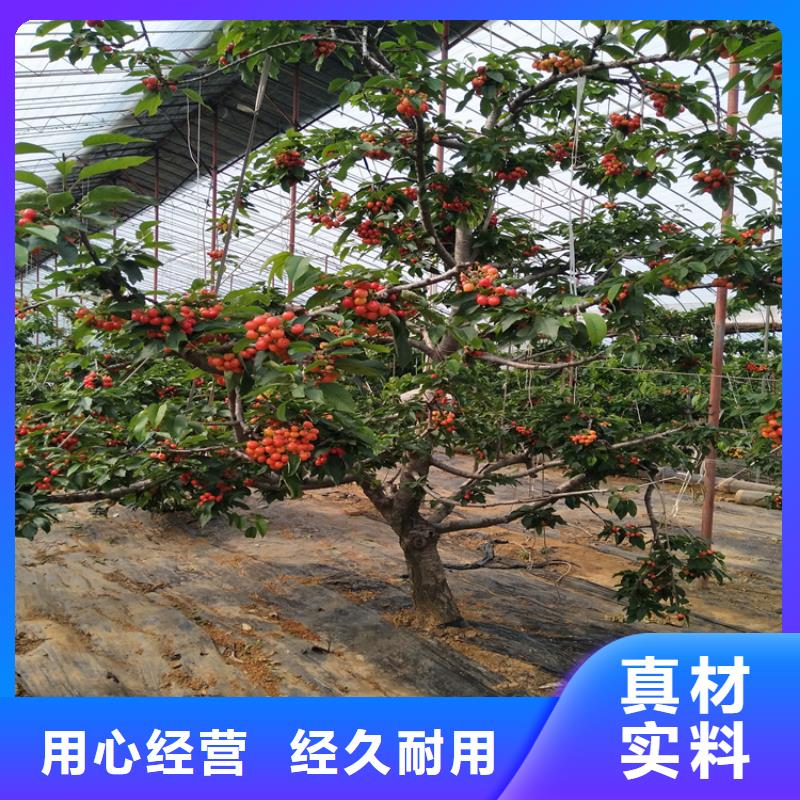 矮化大櫻桃苗一畝地多少棵