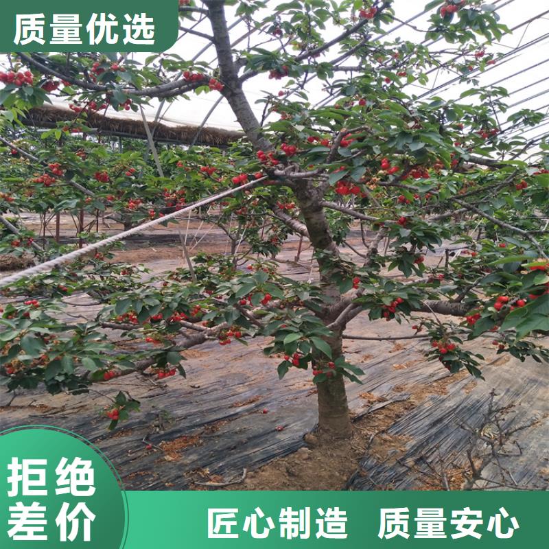 【櫻桃】黃瓜苗訂制批發