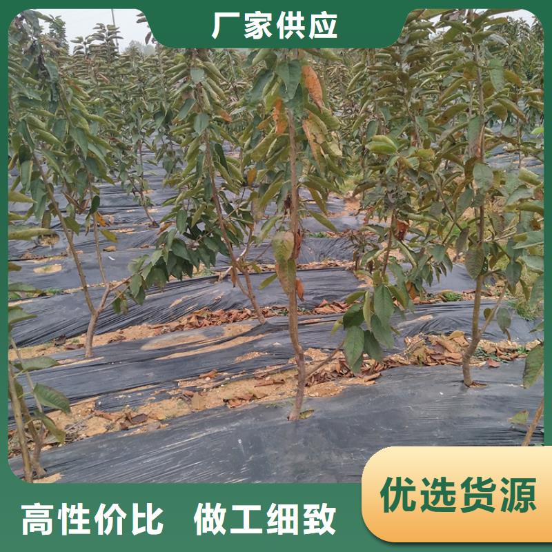 矮化車厘子苗根系發達