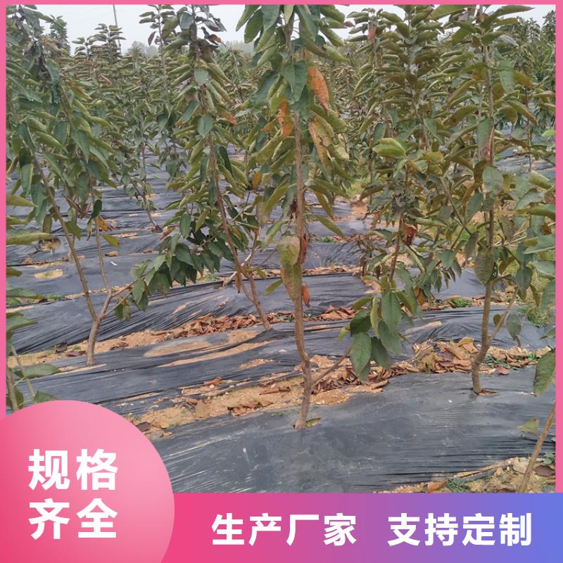 矮化车厘子树苗批发