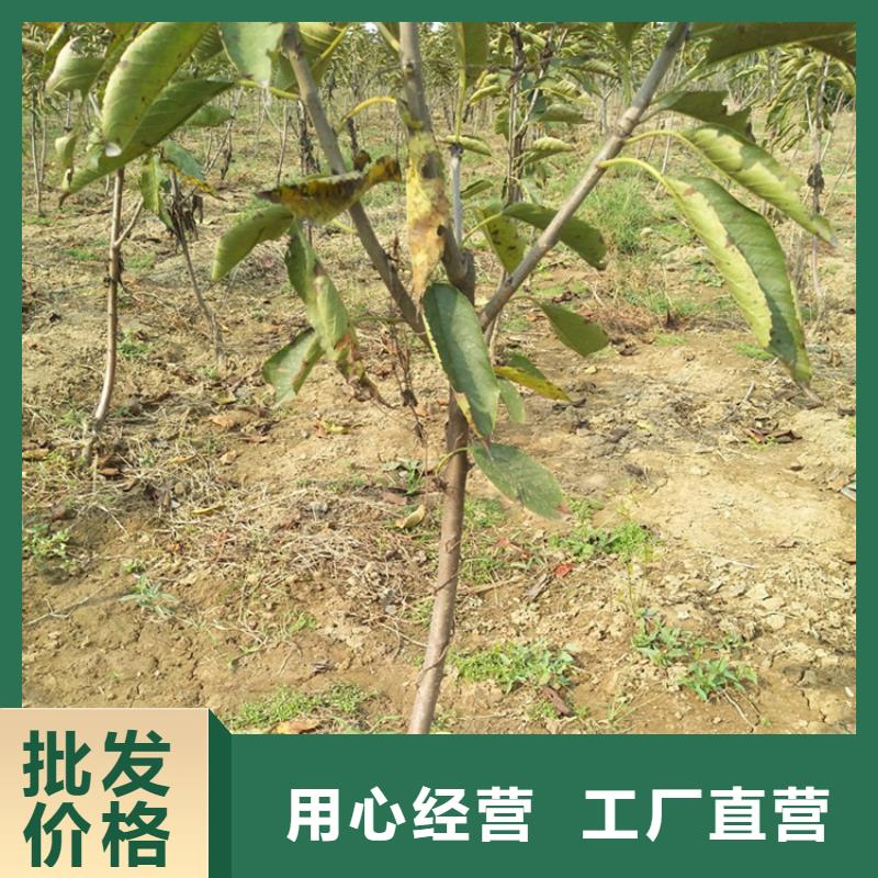 石榴树视频-东莞市石榴树-此地可服务区域南城区|桥头镇|茂名|韶关|河源|佛山|江门|珠海|惠州