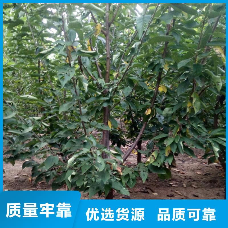 櫻桃_草莓苗來圖定制量大從優(yōu)