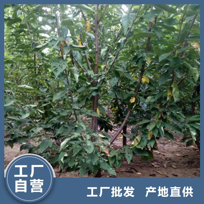 【櫻桃】無花果苗采購