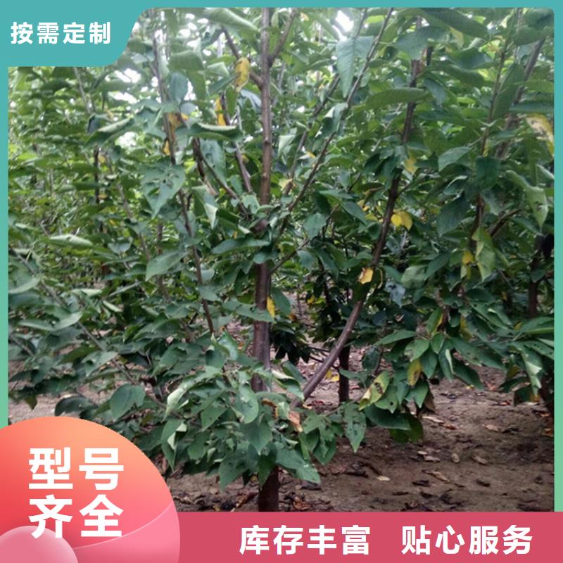 石榴树视频-东莞市石榴树-此地可服务区域南城区|桥头镇|茂名|韶关|河源|佛山|江门|珠海|惠州