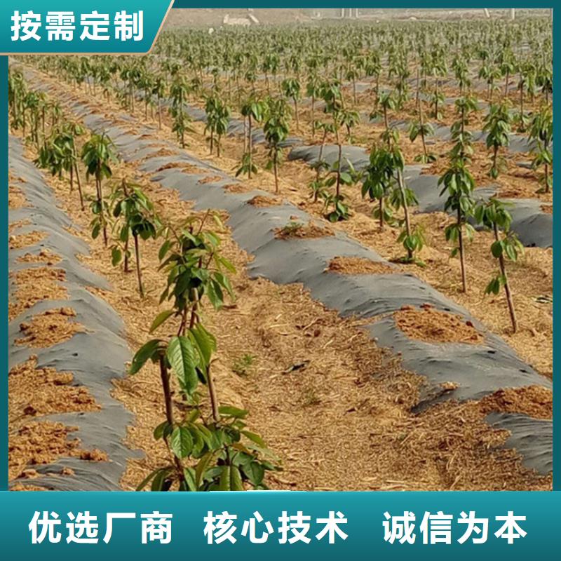 石榴树视频-东莞市石榴树-此地可服务区域南城区|桥头镇|茂名|韶关|河源|佛山|江门|珠海|惠州
