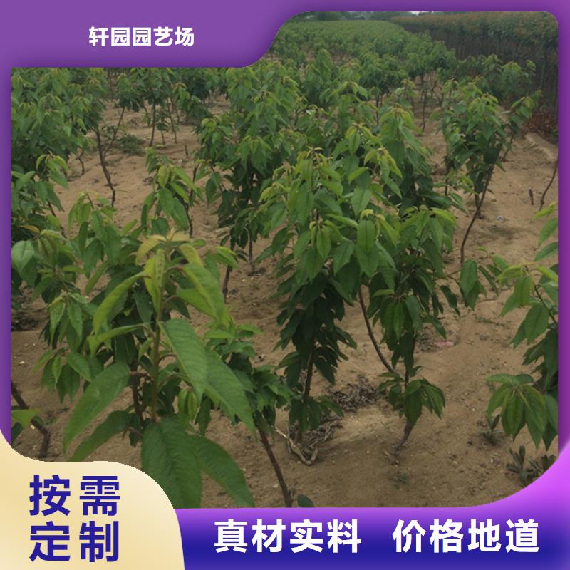矮化車?yán)遄用绗F(xiàn)挖苗現(xiàn)發(fā)貨