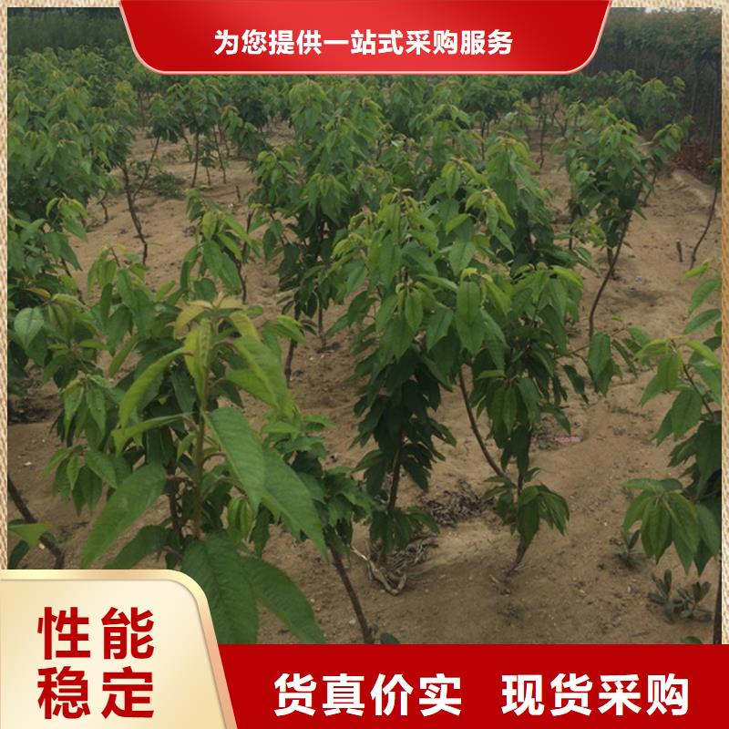 櫻桃草莓苗品質(zhì)卓越