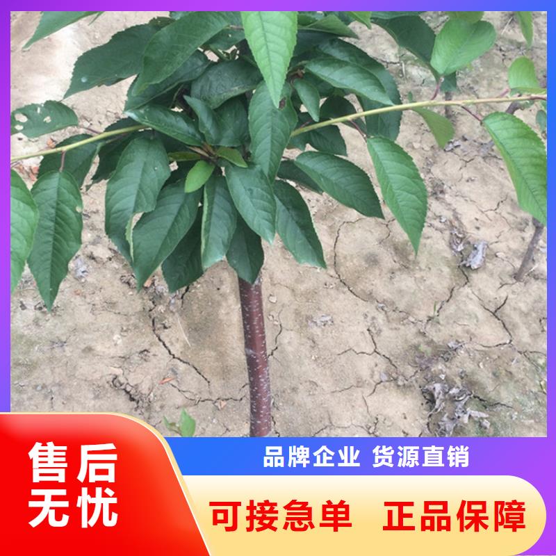 矮化吉塞拉大櫻桃苗種植管理技術