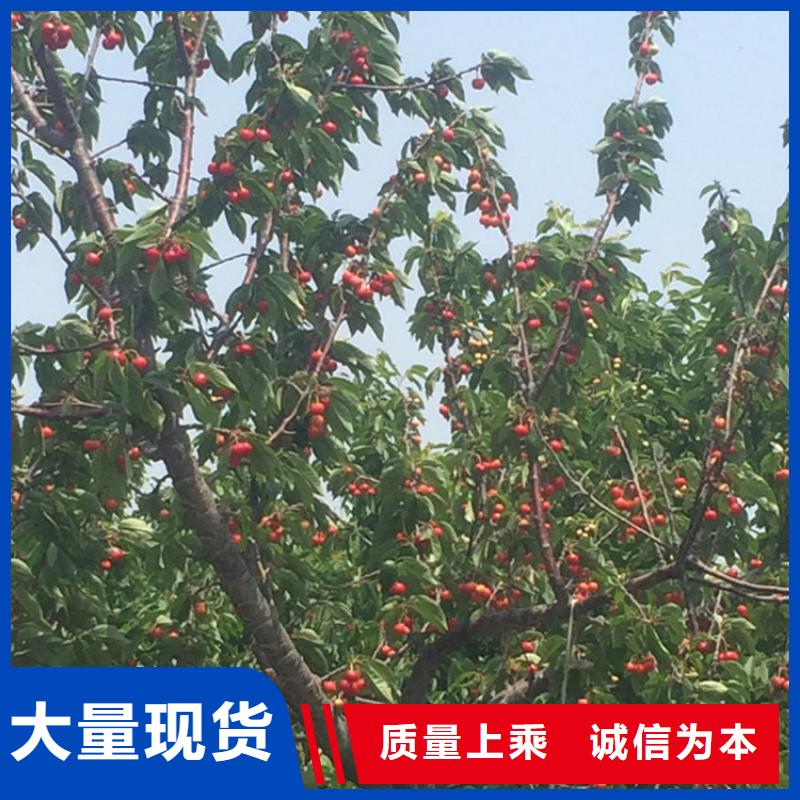 大櫻桃苗一畝地栽多少棵