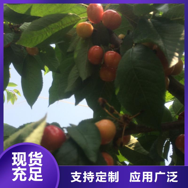 櫻桃_櫻桃苗全品類現貨