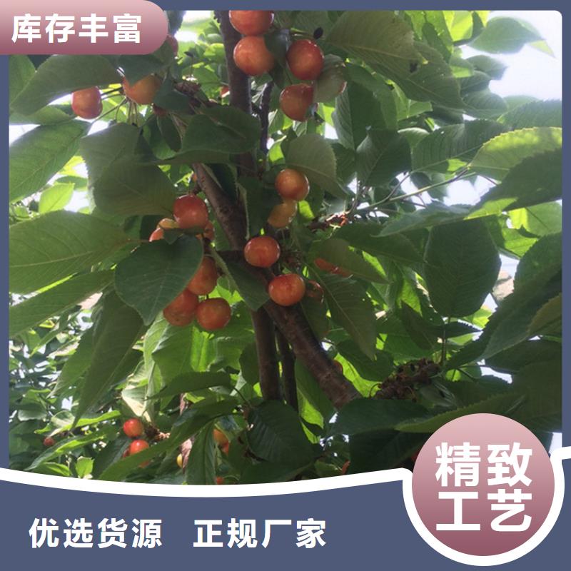 矮化車厘子樹苗育苗基地