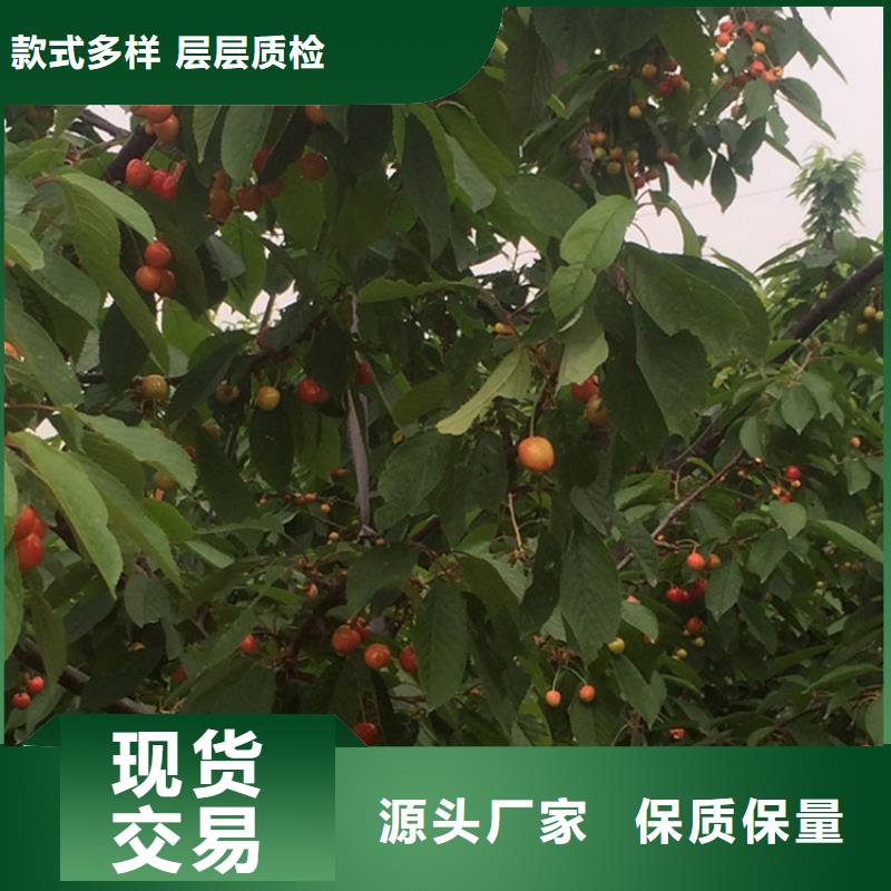 櫻桃_櫻桃苗全品類現貨