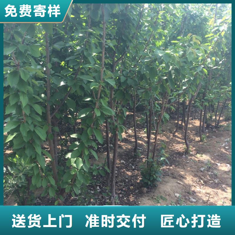 矮化吉塞拉大櫻桃苗種植管理技術