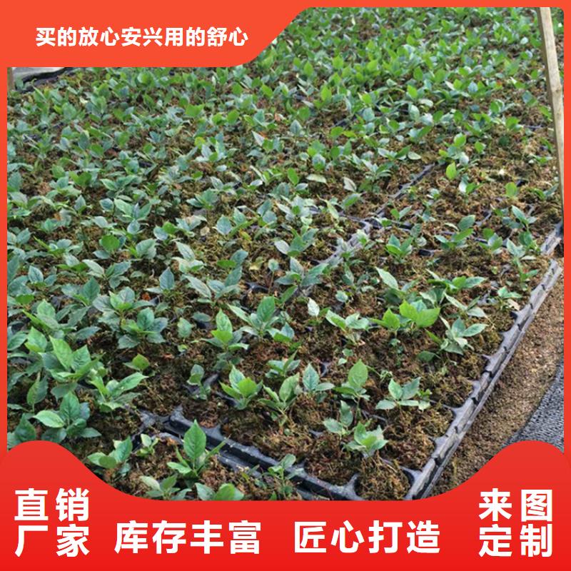 櫻桃石榴樹支持定制