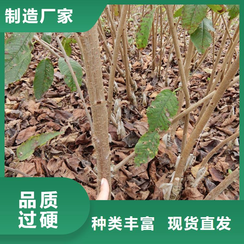 車厘子苗露天種植