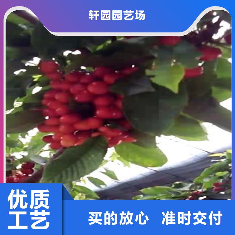 櫻桃樹新品種接穗
