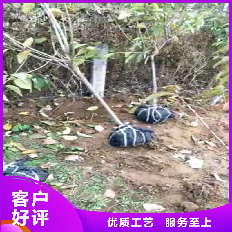 櫻桃【藍莓苗】品質服務