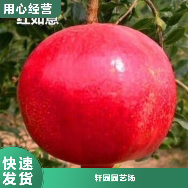 甜籽石榴樹苗經濟效益