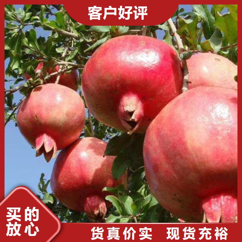甜籽石榴樹苗根系發達