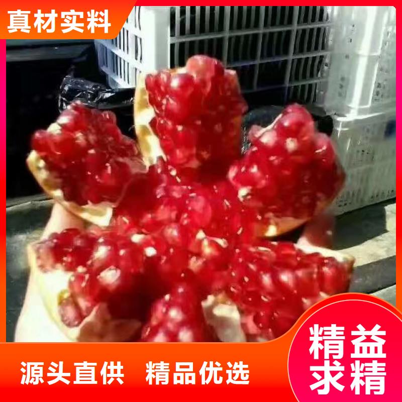 【石榴】櫻桃苗應(yīng)用領(lǐng)域