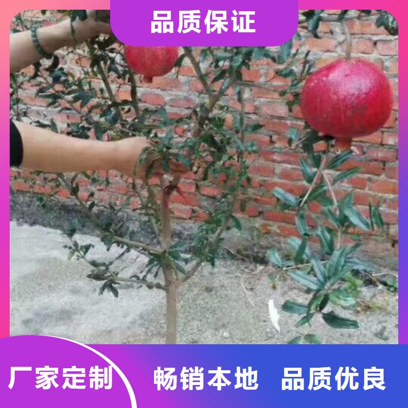 黑籽石榴樹苗多少錢一棵