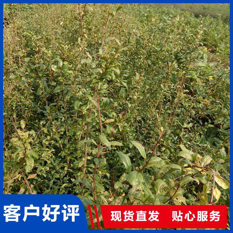 甜籽石榴樹苗種植技術(shù)